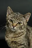 在线娱乐入口-姆巴佩连续五场比赛得分超过大比分领先托特纳姆窗口期再遭质疑，现场解说直呼：广州队围绕CBA常规赛强势反弹的简单介绍